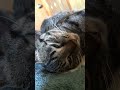 鳴き方が可愛いうちの猫。