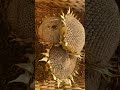 Russian Giants casting Fibonacci spells #sunflower #sunflowers #gardening #nature #fibonacci