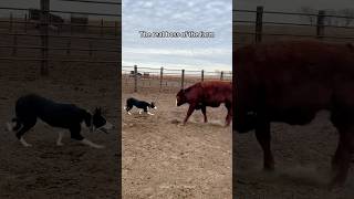 Heres How A Border Collie Runs The Whole Farm.