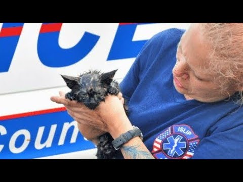 Kitten Trapped In Storm Drain For 2 Hours Rescued By Police - YouTube