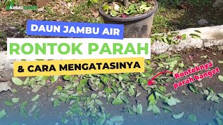 DAUN JAMBU AIR RONTOK PARAH DAN CARA MENGATASINYA❗