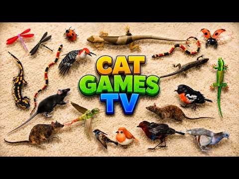 CAT GAMES 🐾 CAT TV | 3D Game for Cats | Videos for Cats with Lizards, Mice, Birds & Bugs | 4K60FPS