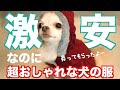 【犬服】安いのにめっちゃかわいいお洋服購入動画【チワワ】