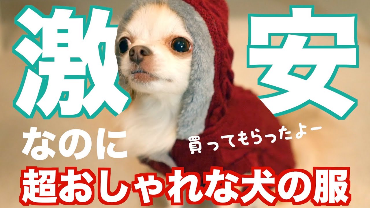 犬服 安いのにめっちゃかわいいお洋服購入動画 チワワ Youtube