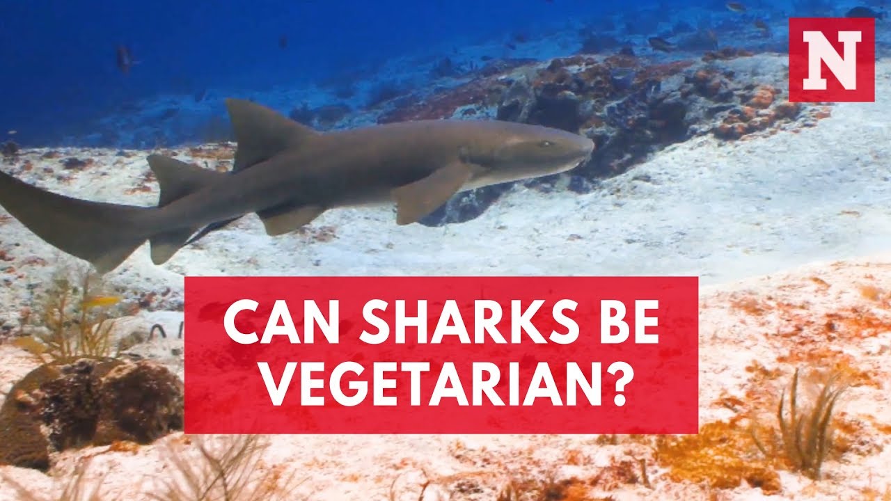 'Vegetarian' shark discovery: First omnivorous species of sea predator stuns scientists