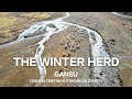 The Winter Herd (Drone Footage Gansu, China)