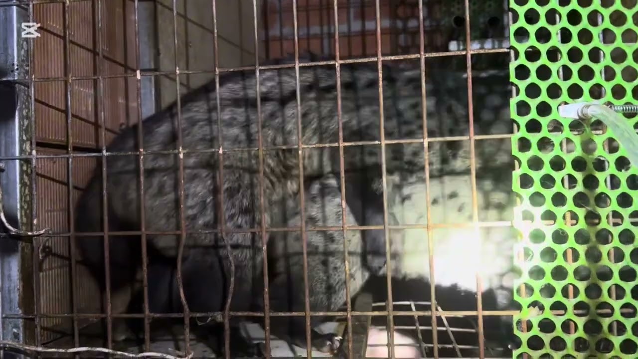 phối giống chồn hương (mùa giao phối chồn)