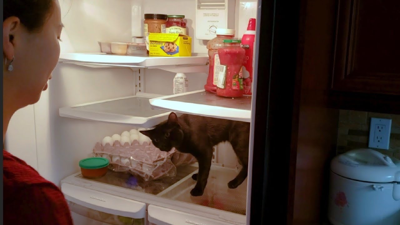 cat won't stay out of fridge YouTube