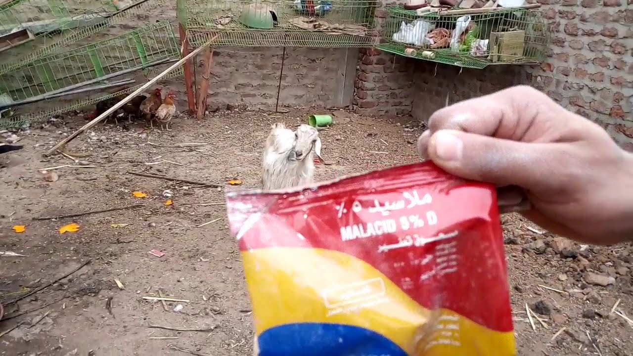 لو انت كاره تربي معزه بسبب للبراغيث  يبقى الفيديو ده يهم