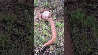 Wow~Huge rattlesnakes 🐍
