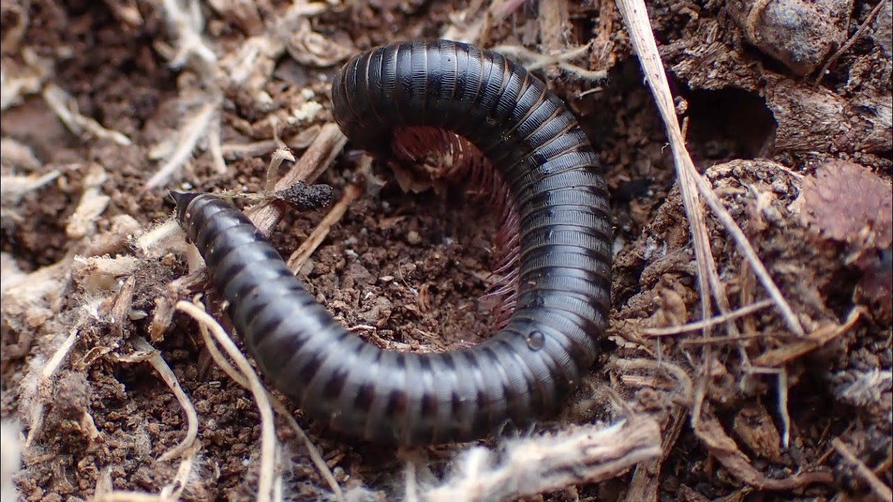Portuguese millipede (Ommatoiulus moreleti)
