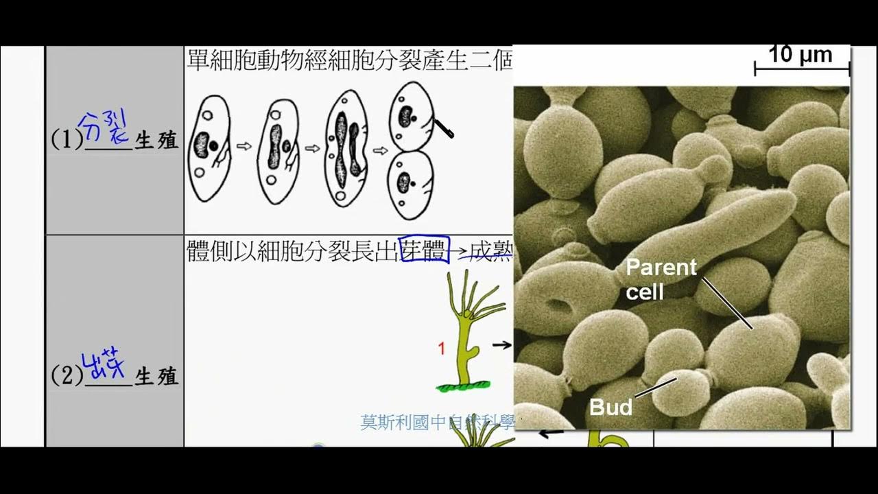 1 2 無性生殖【108課綱 7年級第2冊 莫斯利國高中自然科教學網】 YouTube