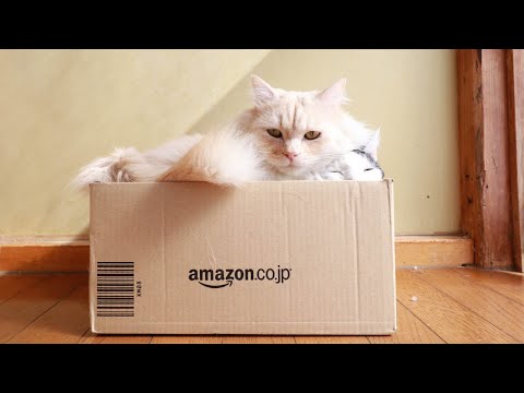 Amazonの箱と猫たち　220705