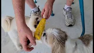 Two Shih Tzus Eating Corn on the Cob
