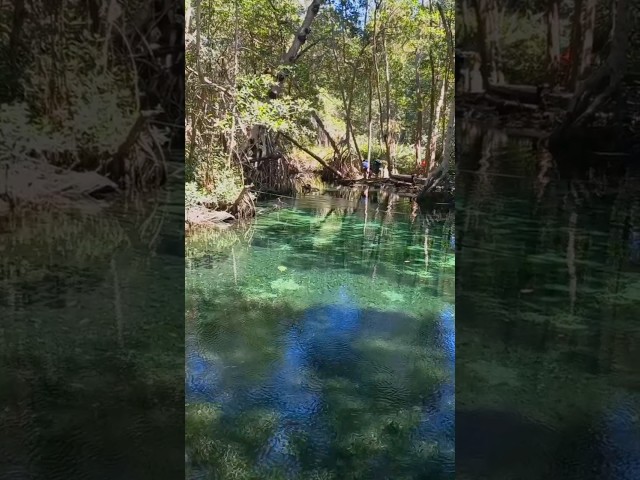 Nadando en el manantial pero es ASMR - wellspring sounds