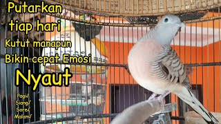 Perkutut Lokal Gacor Suara Besar Pancingan Burung Perkutut Agar Cepat Bunyi