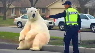 Bears Cant Stop Being Dramatic Funniest Animal Videos 2026