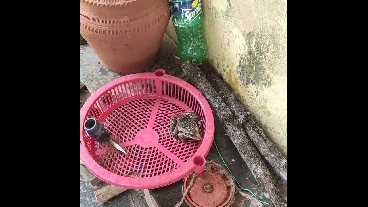 Indian Pet Frog