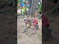 Adorable Sokhaa So CUTE And SMART WILL MAKE YOU SMILE Adorable Sokhaa So CUTE And SMART WILL MAKE YOU SMILE