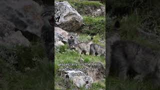 How much do you know the Pallas's cat? #Ueleret #photography #wildlife #wildanimals #pallascat