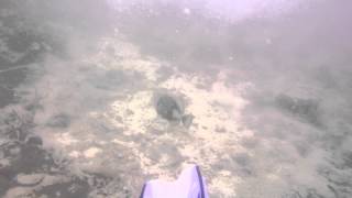 Triggerfish Attacking