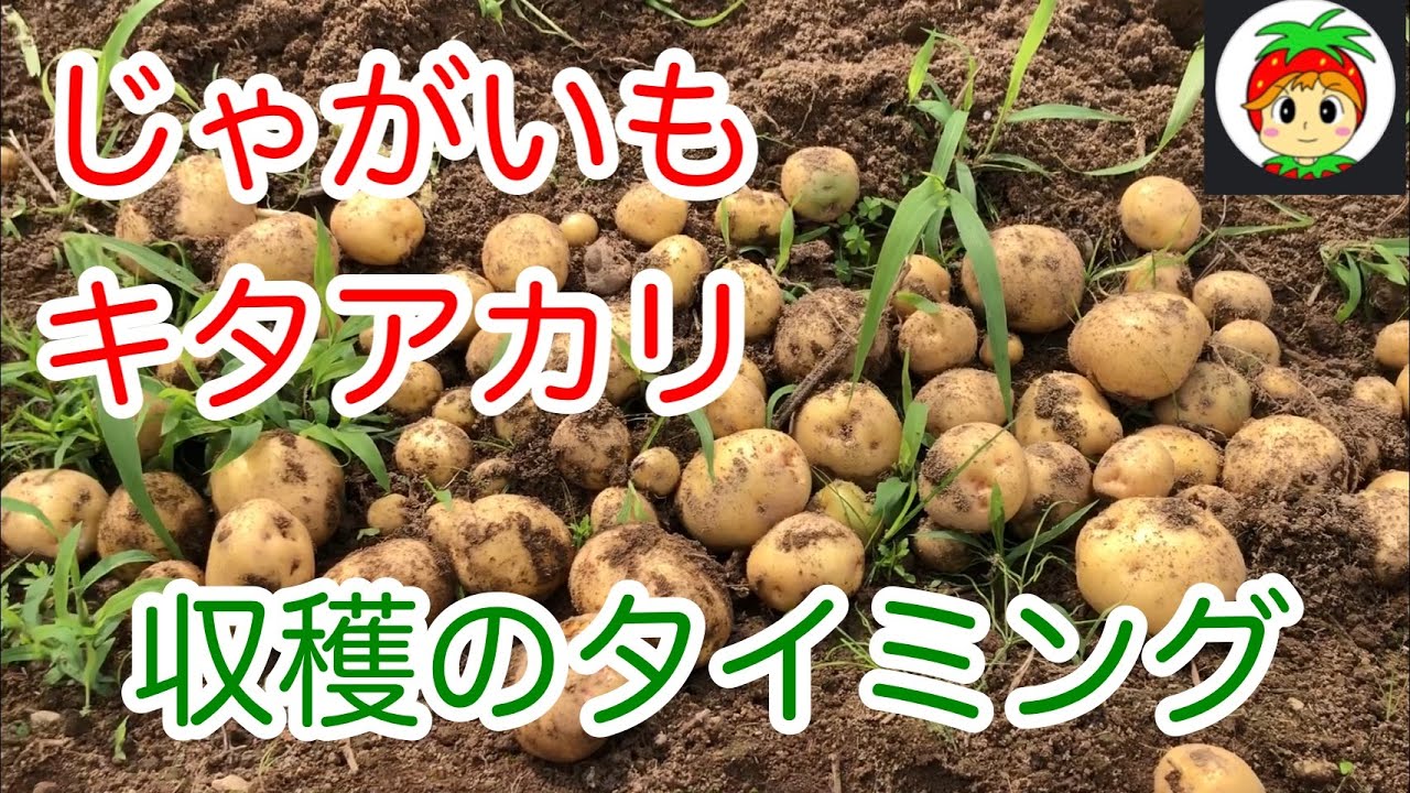 じゃがいもの収穫時期タイミング 家庭菜園 Youtube じゃがいもの収穫時期タイミング 家庭菜園 Youtube