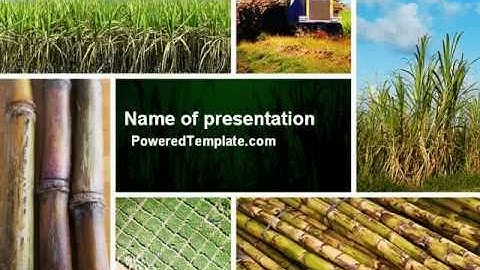 Sugar Cane PowerPoint Template by PoweredTemplate.com