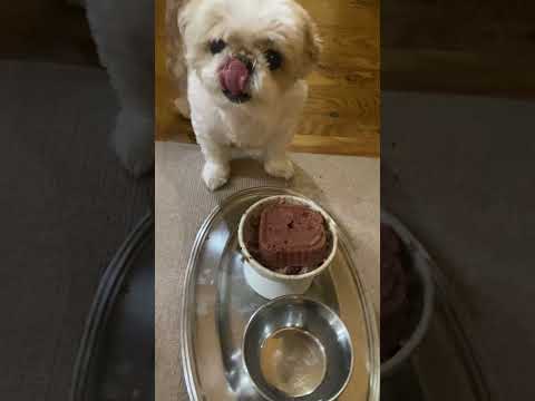 チョコミントよりも名犬定食 #dog #シーズー