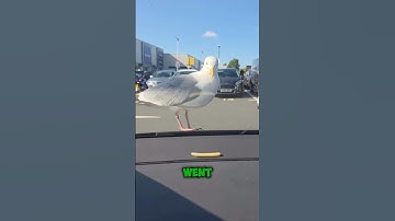 This Viral Bird Clip Has Everyone Talking — The Ending Will Shock You 😱#shorts