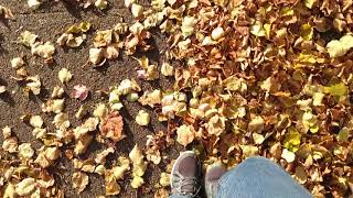 ASMR Footsteps crunchy leaves screenshot 5