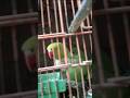 hamara parrot nice talking parrot#viralshorts#talkingparrot#loveparrot