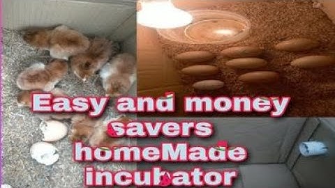 Incubator for Chicken Eggs- Homemade Cardboard Box Egg Incubator