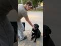Про собак #собака #любовь #животные #shortvideo