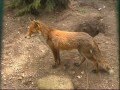 Steckbrief Natur Teil 13 Fuchs Dachs