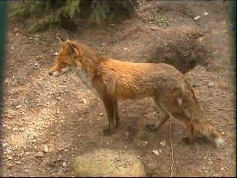 Fuchs beim Tierarzt 🦊⛑️, Waldtieren Helfen | Kindervideo ab 1 Jahr | DoDo Kinderfilm