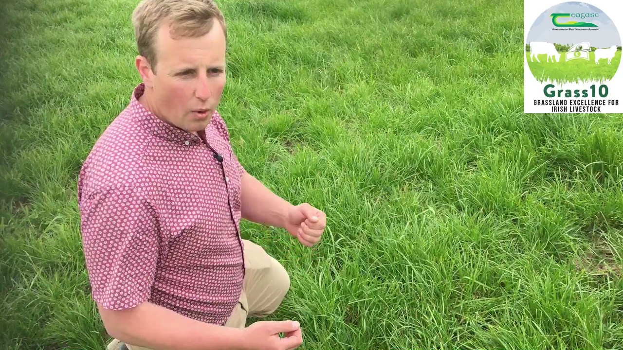 Grass10  Grass Quality in the Mid Season