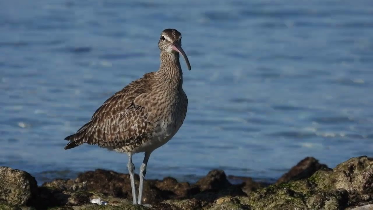 Chiurlo piccolo, Whimbrel (Numenius phaeopus)