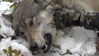 Best Wolf Hunt Compilation!!! - Stuck N The Rut