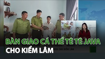 Bàn giao cá thể tê tê Java nằm trong danh mục loài nguy cấp cho kiểm lâm | VTC14