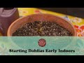Starting Dahlias Early Indoors | Let&#39;s Grow Stuff