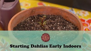 Starting Dahlias Early Indoors | Let&#39;s Grow Stuff