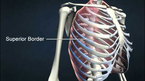 external intercostals