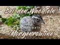 Morgenroutine bei den Wachteln / Eier sammeln / dies &amp; das #wachteln #geflügel #quail