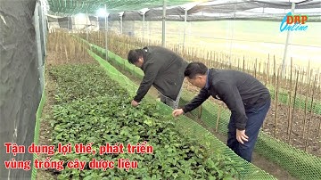 Tận dụng lợi thế, phát triển vùng trồng cây dược liệu