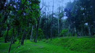 Cure Severe Burnout Quickly - Peaceful Woodland Sounds & Soft Piano Music For Total Calmness screenshot 4