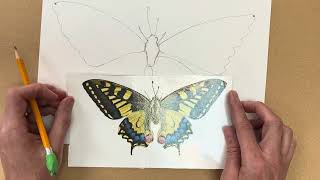 Observational Drawing Butterflies Final Draft: Drawing the Shape