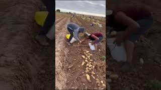 Los mas rápidos en la cosecha de papa 🥔 😱#agriculture #fruit#viral #subscribe #fypシ#shorts