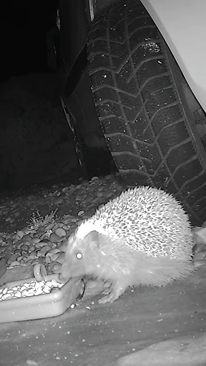 a-late-evening-meal-youtube