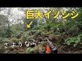 今年初の有害鳥獣駆除活動で猟犬ブッチャーがイノシシの寝屋でやり出した結果、巨大イノシシの群れが！！！