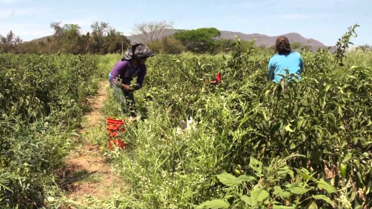 La Montaña de Guerrero: Tierra de Mujeres Migrantes